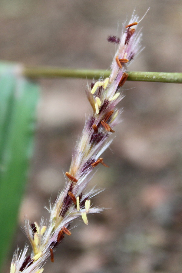 Изображение особи Miscanthus sinensis.