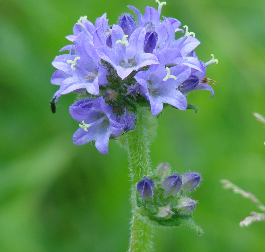 Изображение особи Campanula cervicaria.