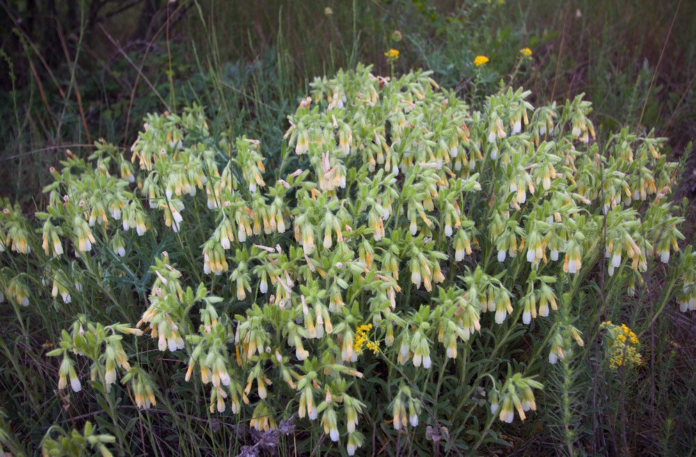 Image of Onosma montana specimen.