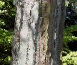 Gleditsia triacanthos. Средняя часть ствола взрослого дерева ('Sumburst'). Германия, г. Essen, Grugapark. 29.09.2013.