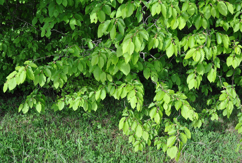 Image of Carpinus betulus specimen.