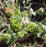Trifolium clypeatum. Отцветающее и плодоносящее растение. Израиль, гора Гильбоа, гарига. 22.03.2014.