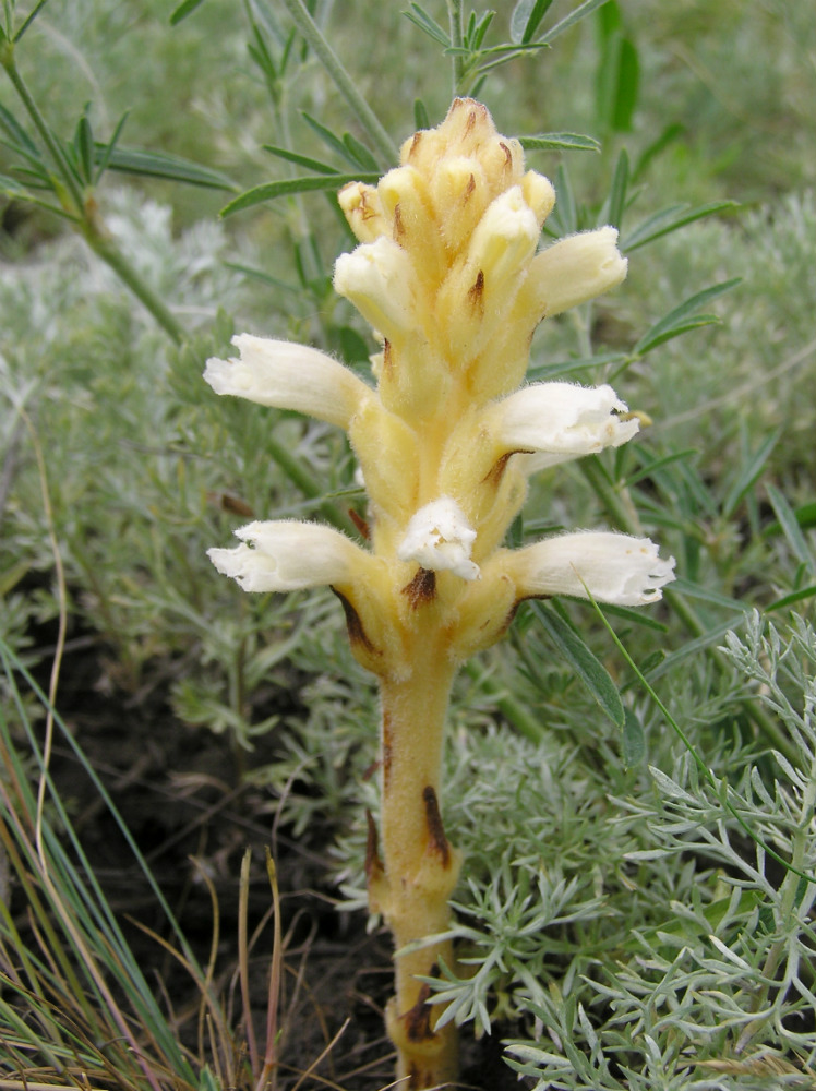 Image of Orobanche korshinskyi specimen.