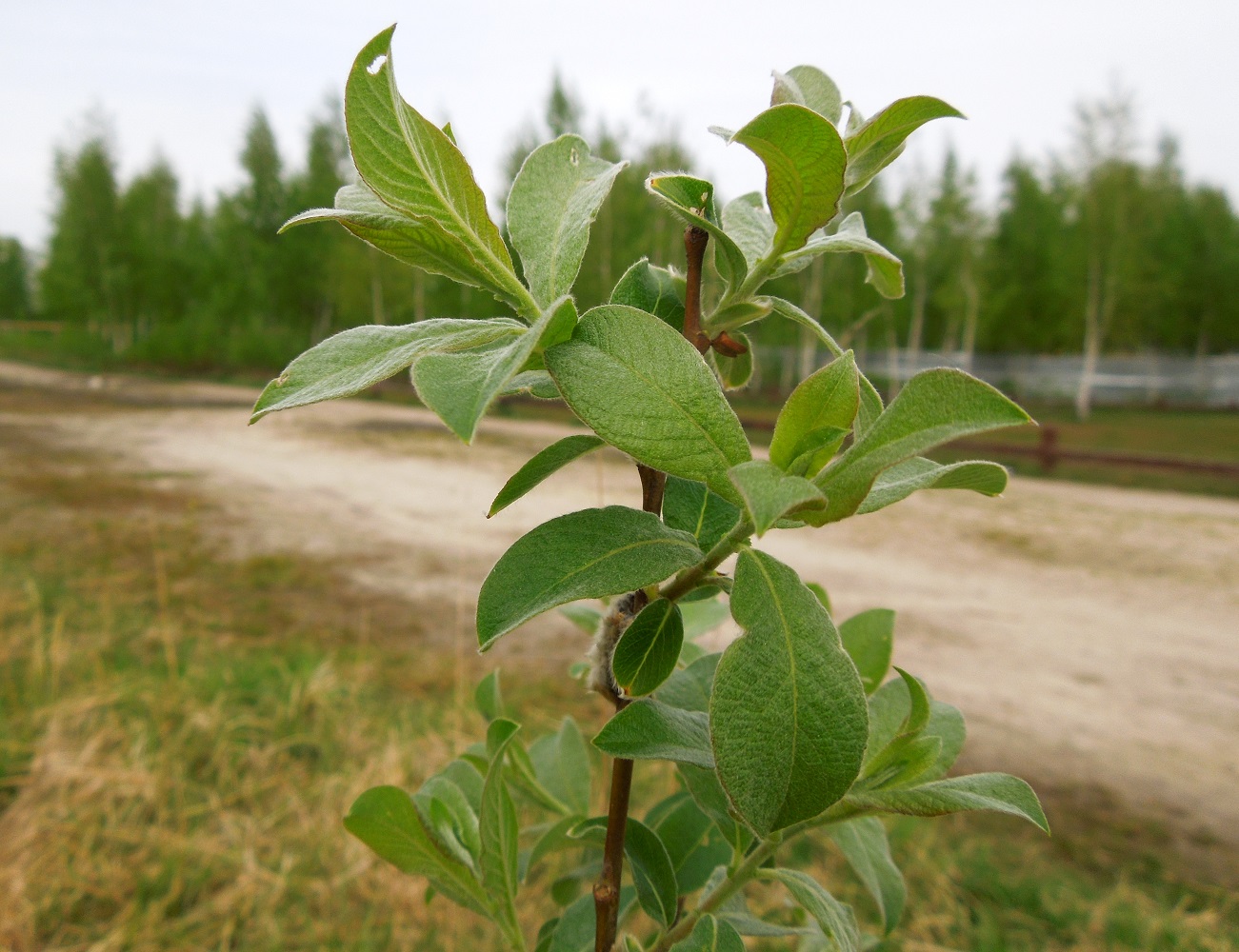 Image of Salix cinerea specimen.