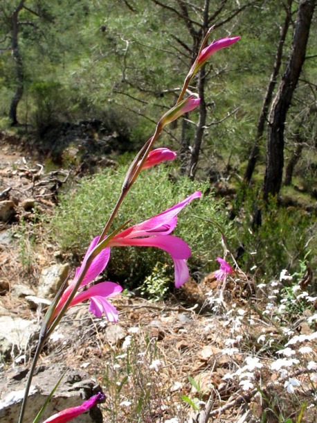 Изображение особи Gladiolus italicus.