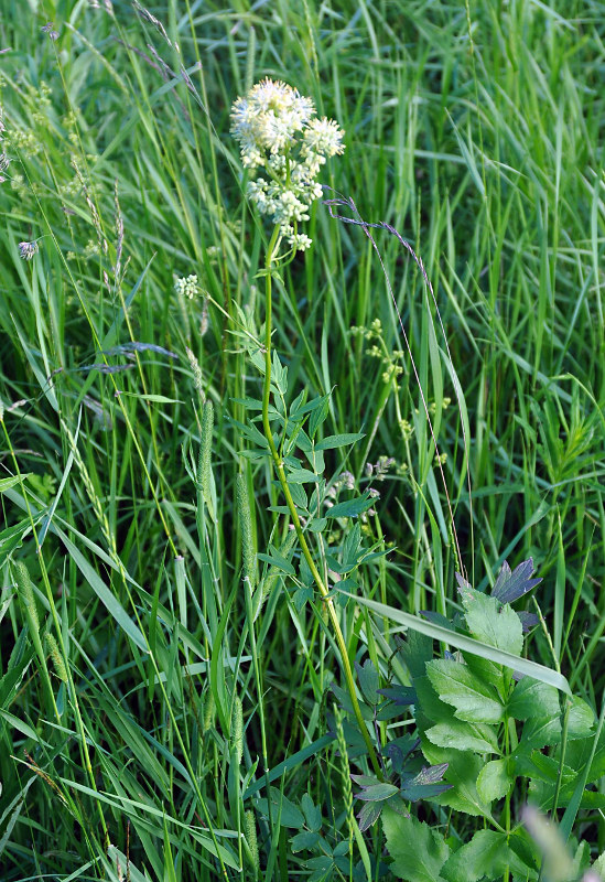 Изображение особи Thalictrum flavum.