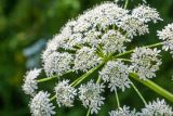 Heracleum dissectum