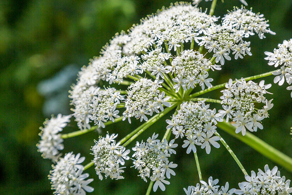 Image of Heracleum dissectum specimen.