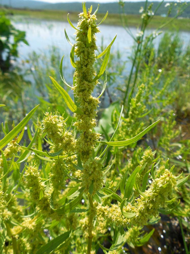 Image of Rumex maritimus specimen.