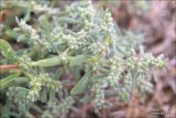 Herniaria incana var. angustifolia