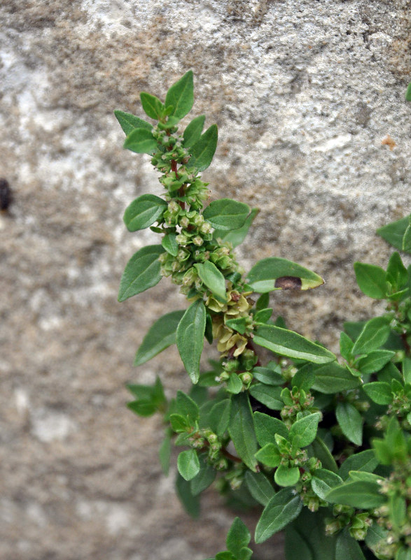 Image of Parietaria elliptica specimen.