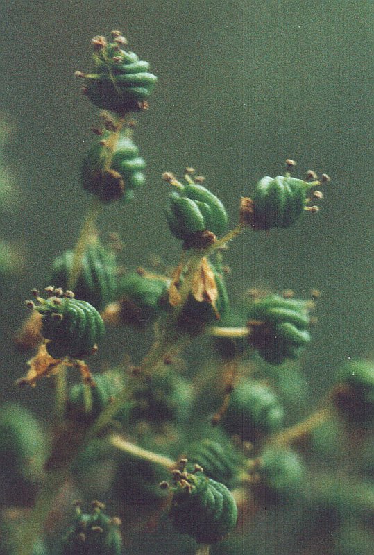 Image of Filipendula ulmaria specimen.