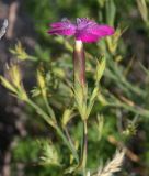 Dianthus caucaseus. Цветок. Краснодарский край, Туапсинский р-н, окр. с. Ольгинки, скалистый склон к морю. 30.06.2014.