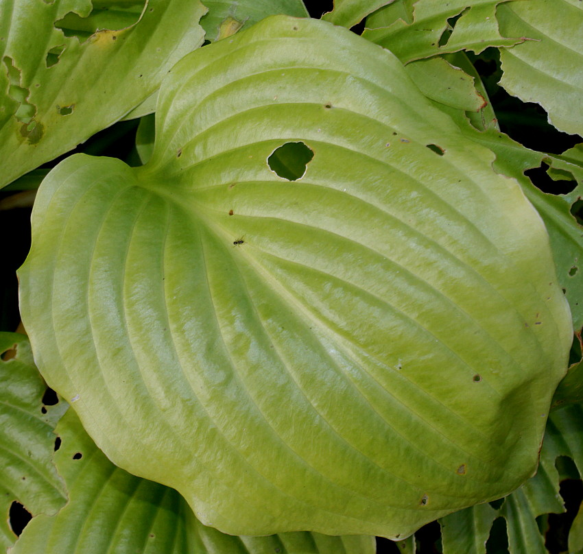 Изображение особи Hosta plantaginea var. japonica.