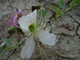 Capparis herbacea