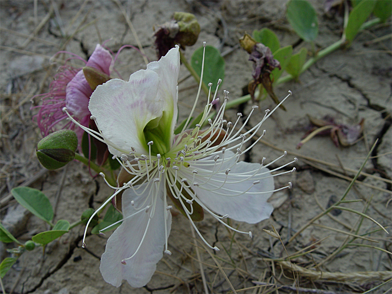 Image of Capparis herbacea specimen.