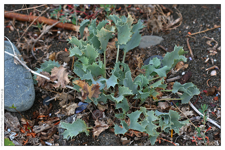 Изображение особи Eryngium maritimum.