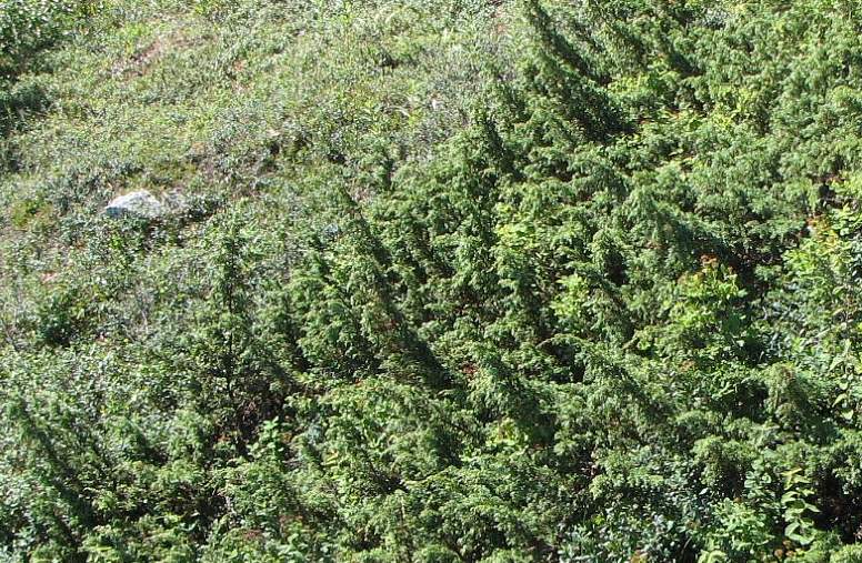 Image of Juniperus sibirica specimen.