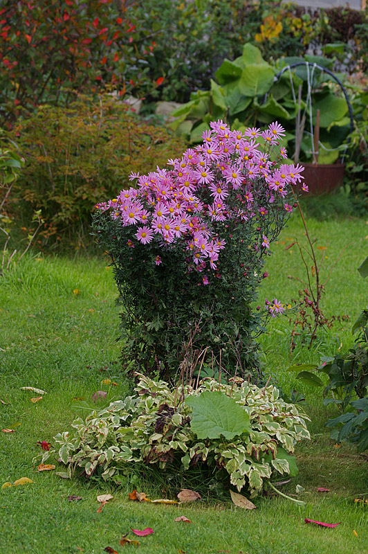 Изображение особи Chrysanthemum indicum.