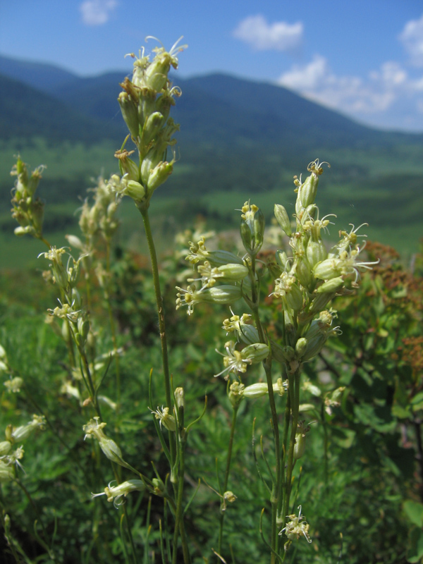 Image of Silene graminifolia specimen.