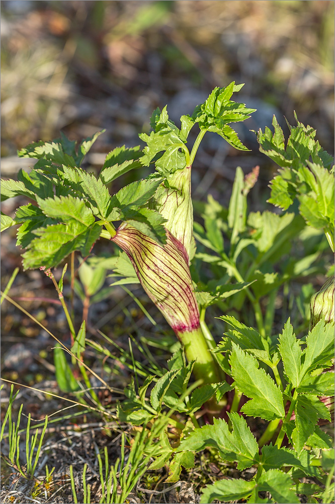 Image of Archangelica officinalis specimen.