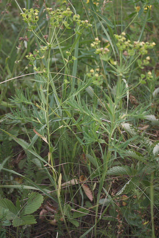 Image of Euphorbia virgata specimen.