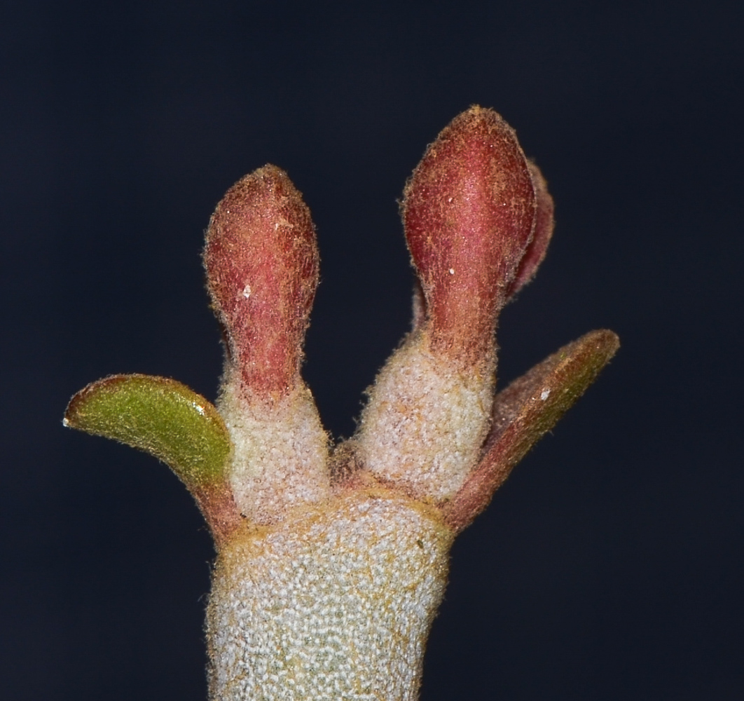 Image of Euphorbia lomelii specimen.