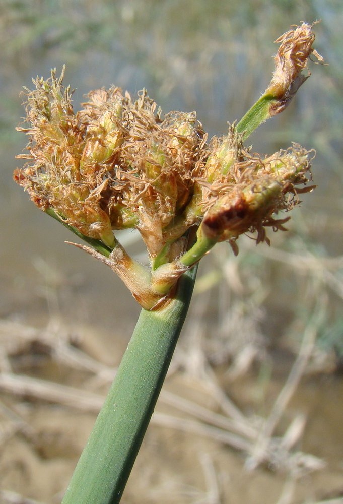 Image of genus Scirpus specimen.