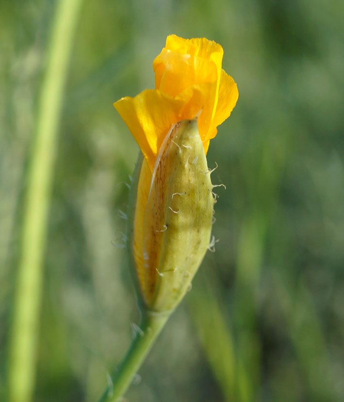 Image of Glaucium squamigerum specimen.