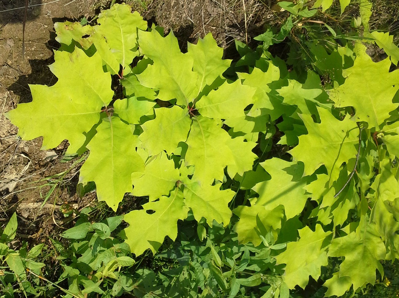 Image of Quercus rubra specimen.