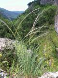 Stipa lithophila