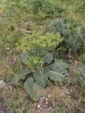 Cousinia alberti. Зацветающее растение. Южный Казахстан, горы Каракус. 07.05.2007.