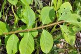 Euonymus sacrosanctus. Побег молодого растения с гусеницей пяденицы (Geometridae). Приморский край, Шкотовский р-н, окр. с. Новонежино, луг. 21.06.2015.