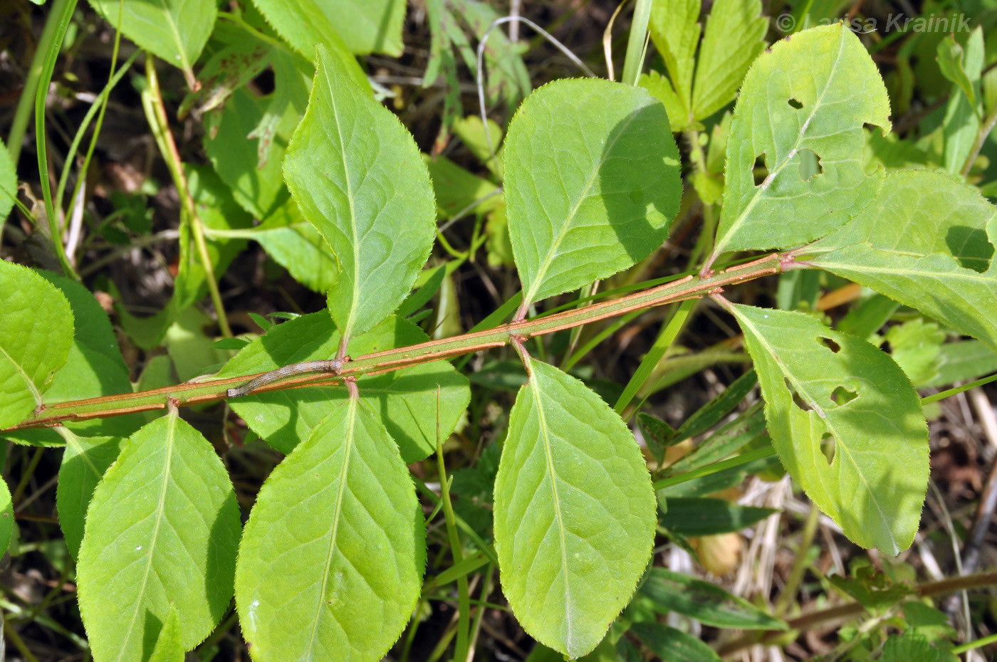 Изображение особи Euonymus sacrosanctus.