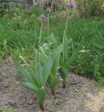 genus Allium. Цветущие растения. Восточный Казахстан, Уланский р-н, с. Украинка, дачный участок, в культуре. 17.05.2014.