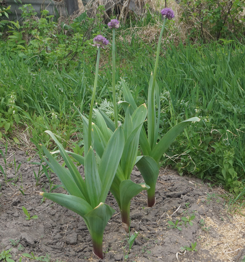 Image of genus Allium specimen.