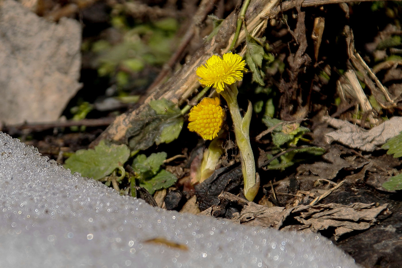 Image of Tussilago farfara specimen.