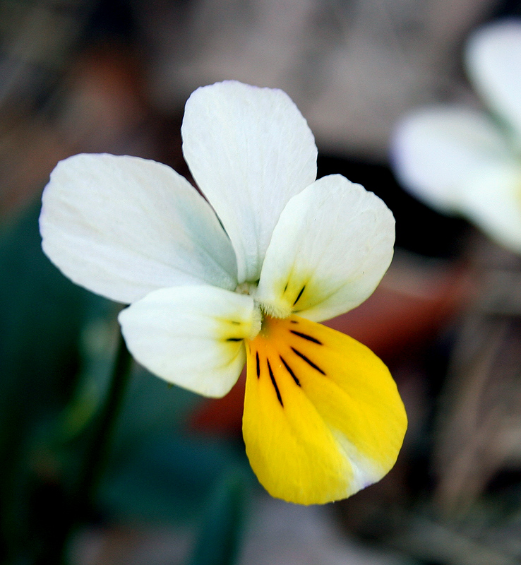 Изображение особи Viola tricolor.