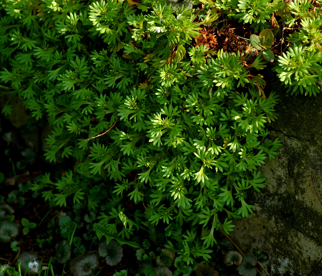 Image of Saxifraga &times; arendsii specimen.