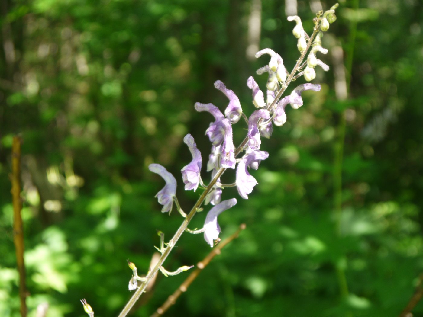 Image of Aconitum septentrionale specimen.