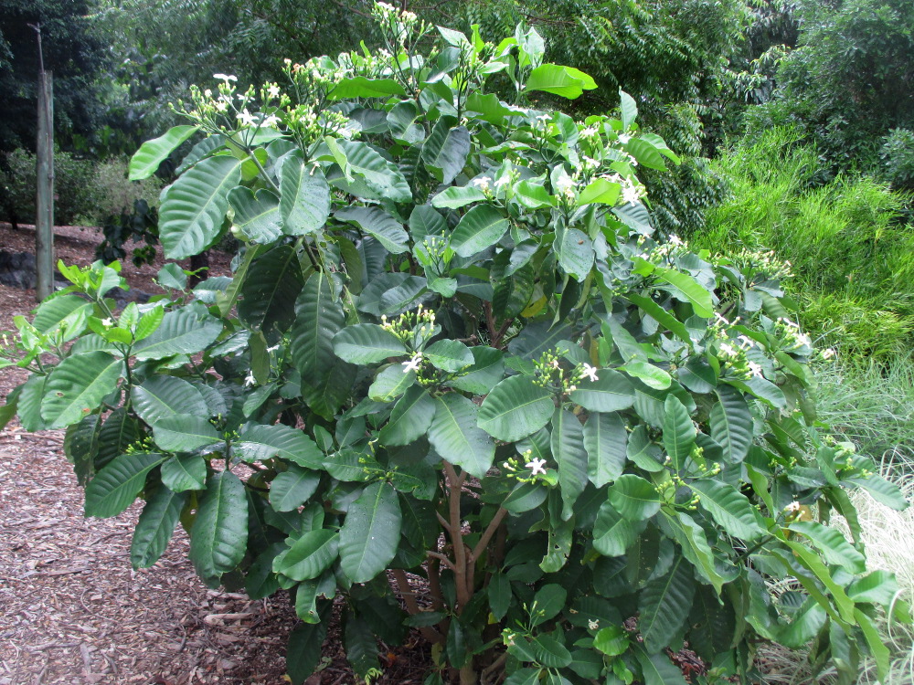 Image of Tabernaemontana cerifera specimen.