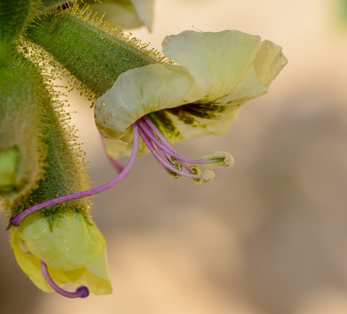 Изображение особи Hyoscyamus desertorum .