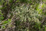 Calicotome villosa. Ветвь с плодами. Греция, о. Крит, холмы в южной окр. Ретимно (Ρέθυμνο), обочина дороги, маквис. 02.05.2014.
