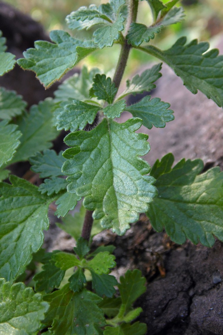 Image of Teucrium chamaedrys specimen.