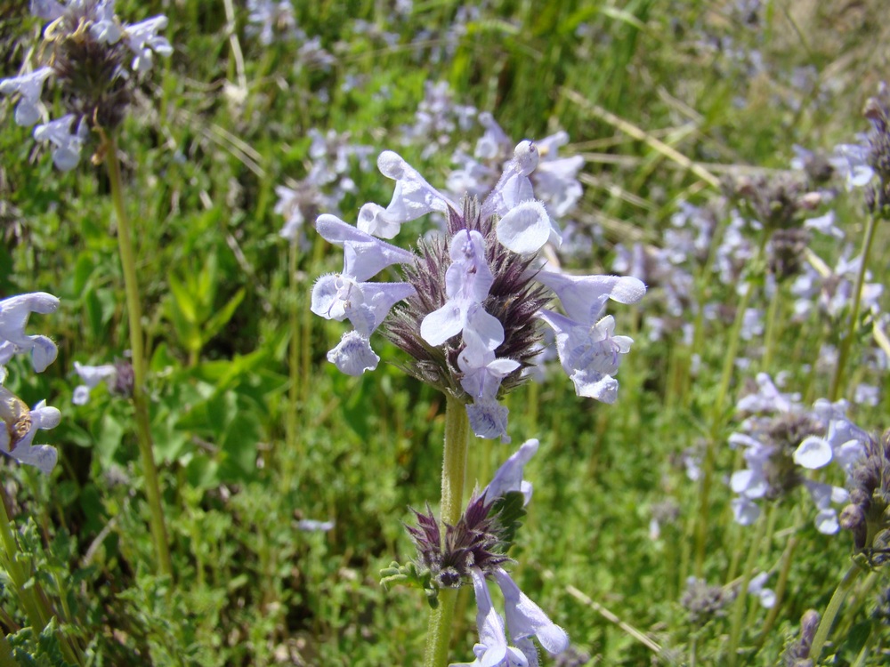 Image of Nepeta narynensis specimen.