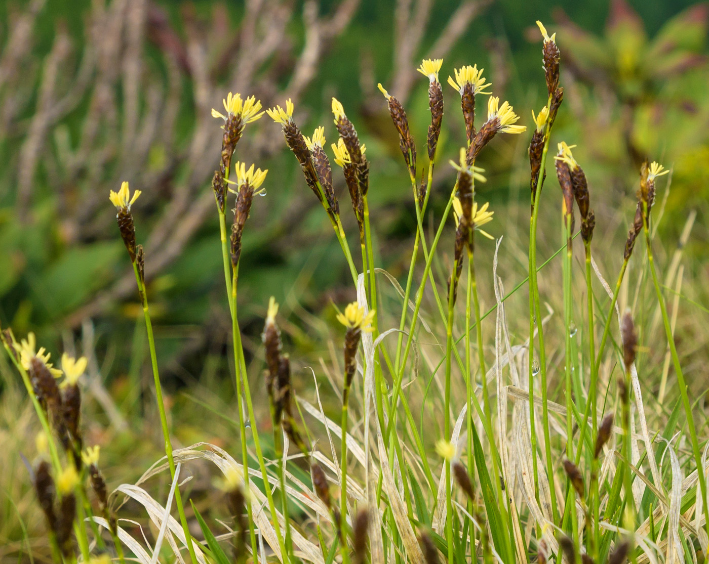 Image of genus Carex specimen.