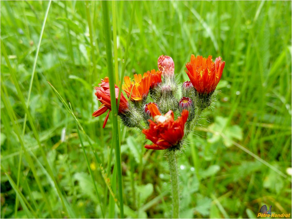 Изображение особи Pilosella aurantiaca.