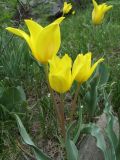 Tulipa brachystemon