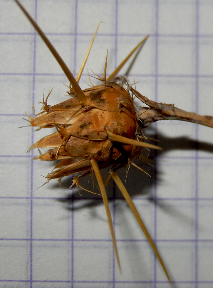 Image of Centaurea solstitialis specimen.