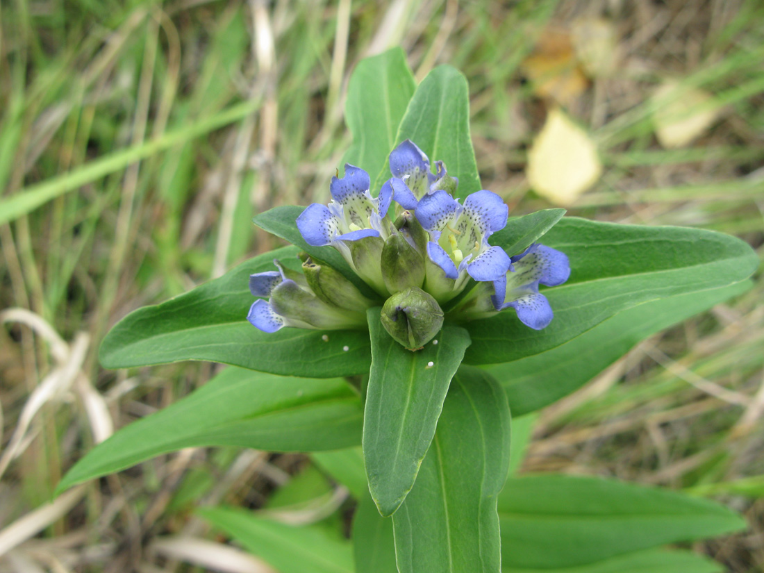 Изображение особи Gentiana cruciata.